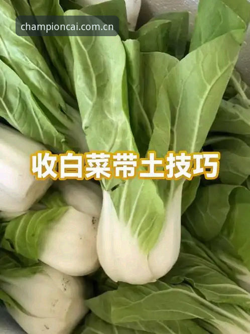冠军白菜官方地址使用技巧 揭秘冠军白菜官方地址使用技巧:资深玩家不告诉你的高效通道